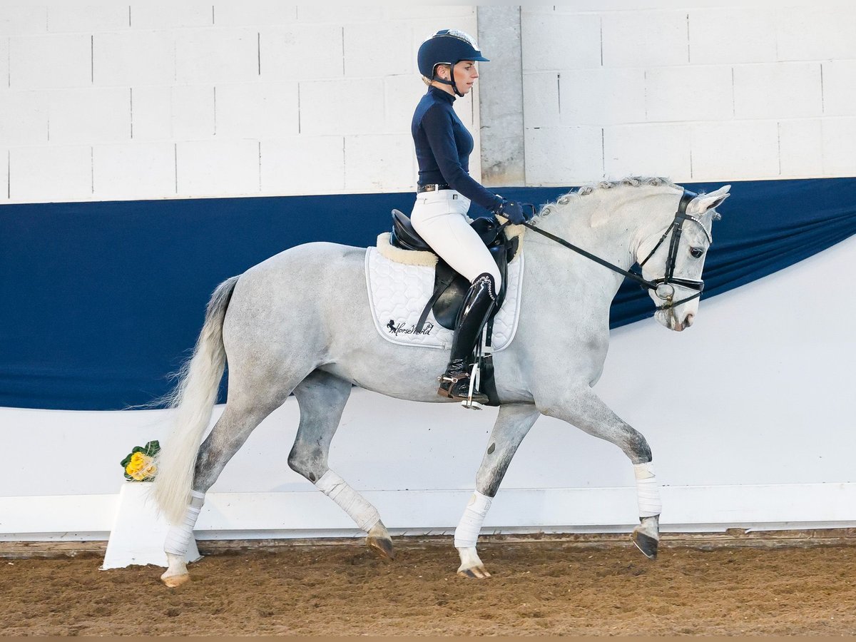 Duitse rijpony Merrie 9 Jaar 138 cm Schimmel in Marsberg