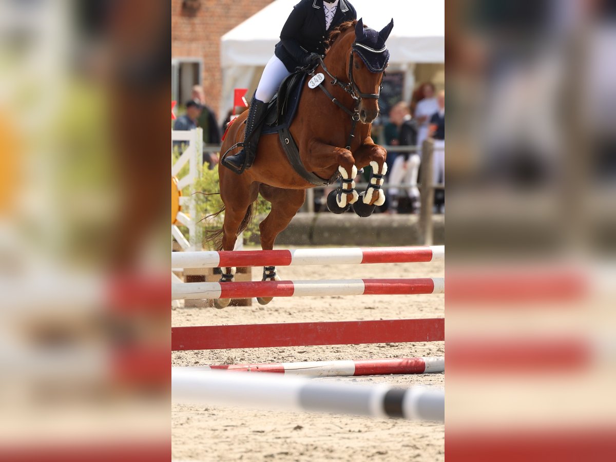 Duitse rijpony Merrie 9 Jaar 144 cm Donkere-vos in Petershagen