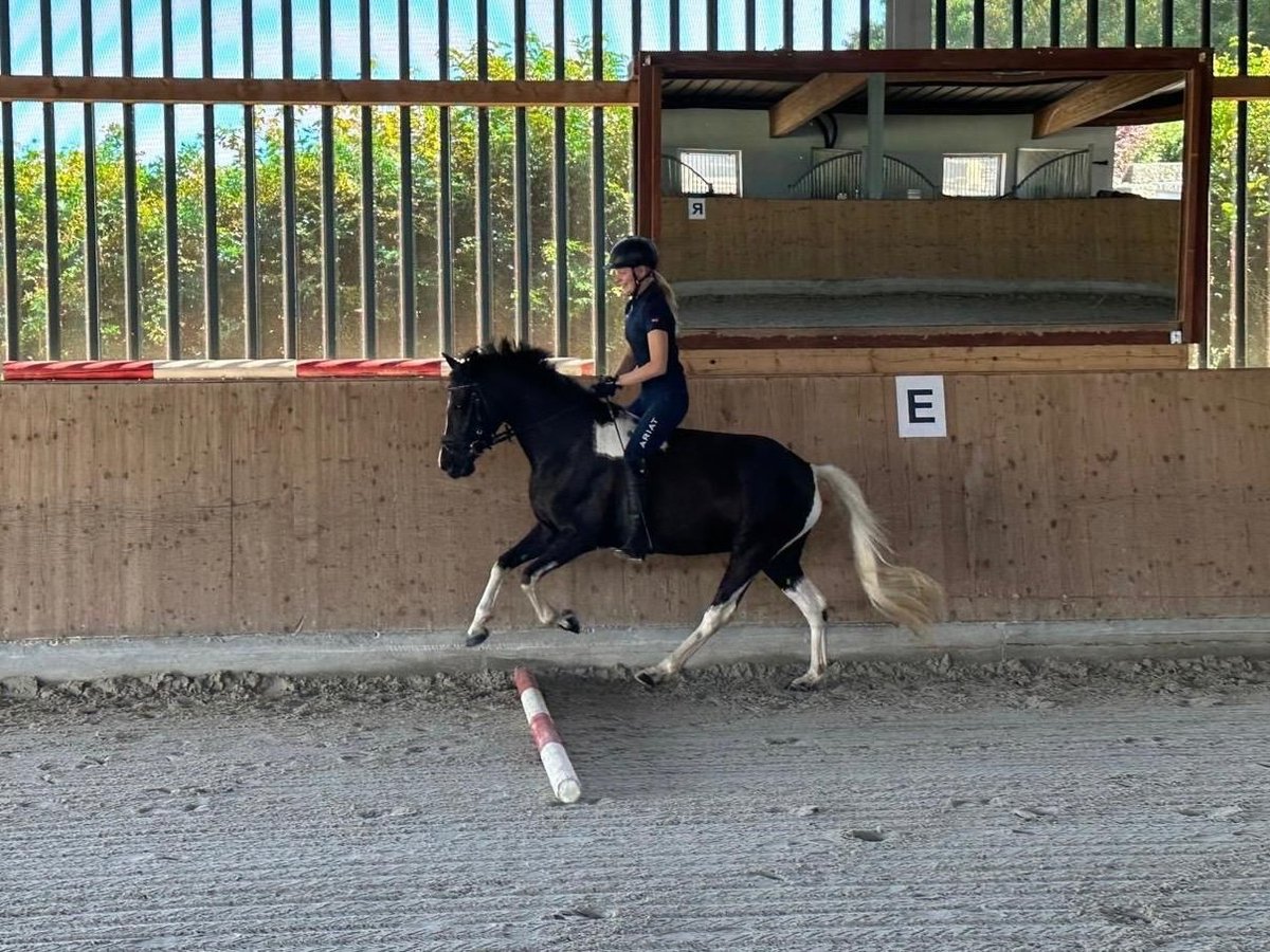 Duitse rijpony Merrie 9 Jaar 144 cm Gevlekt-paard in Wiesbaum