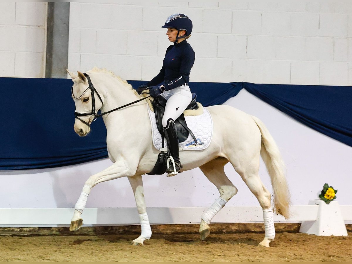 Duitse rijpony Merrie 9 Jaar 144 cm Palomino in Marsberg