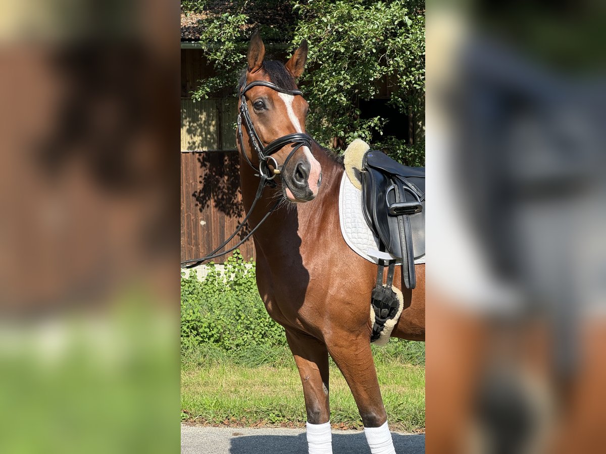 Duitse rijpony Merrie 9 Jaar 145 cm Bruin in Mehrnbach