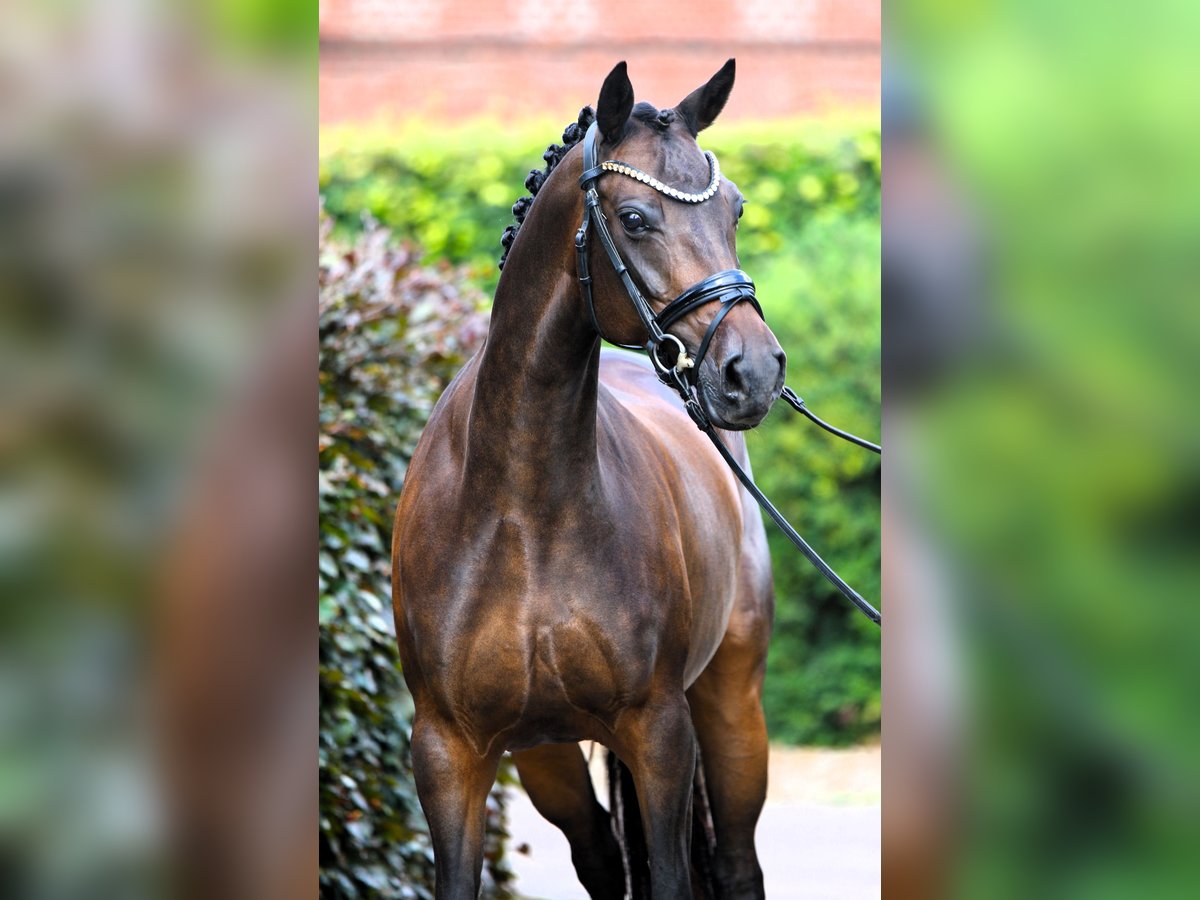 Duitse rijpony Merrie 9 Jaar 147 cm Donkerbruin in Rehburg-Loccum