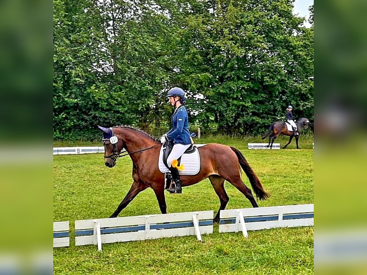 Duitse rijpony Merrie 9 Jaar 147 cm Donkere-vos in Oeversee