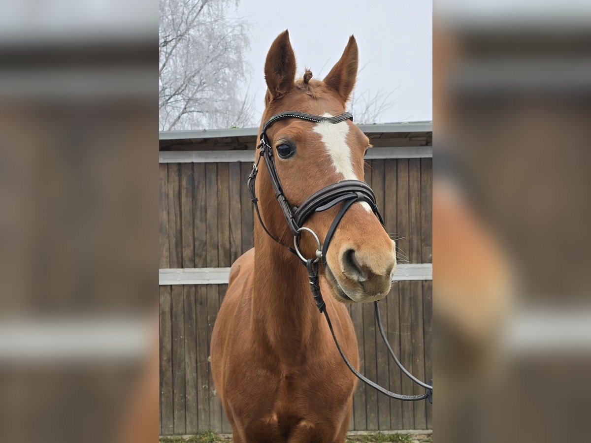 Duitse rijpony Merrie 9 Jaar 147 cm Vos in Mülheim an der Ruhr