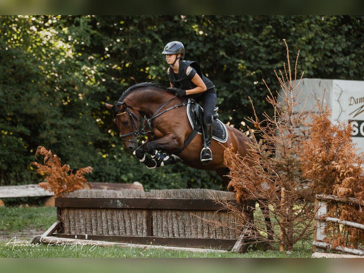 Duitse rijpony Merrie 9 Jaar 148 cm Bruin in Hattenhofen