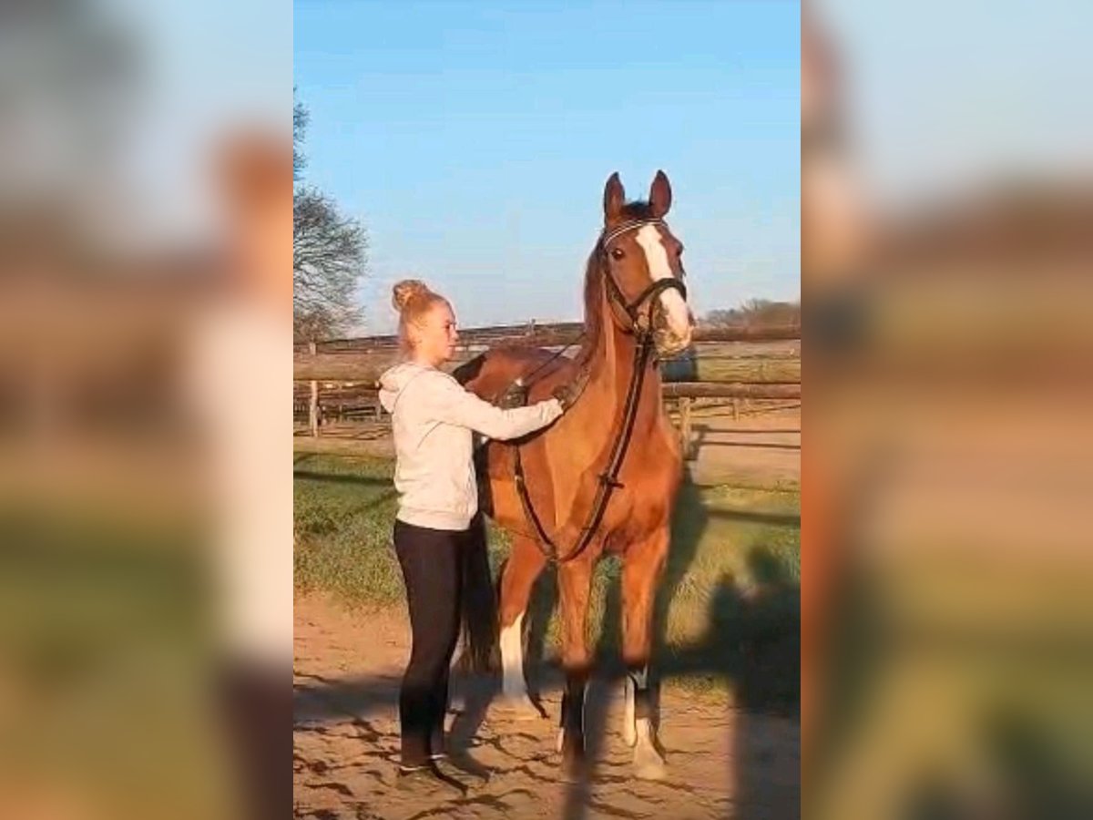 Duitse rijpony Merrie 9 Jaar 148 cm Donkere-vos in Sassenberg