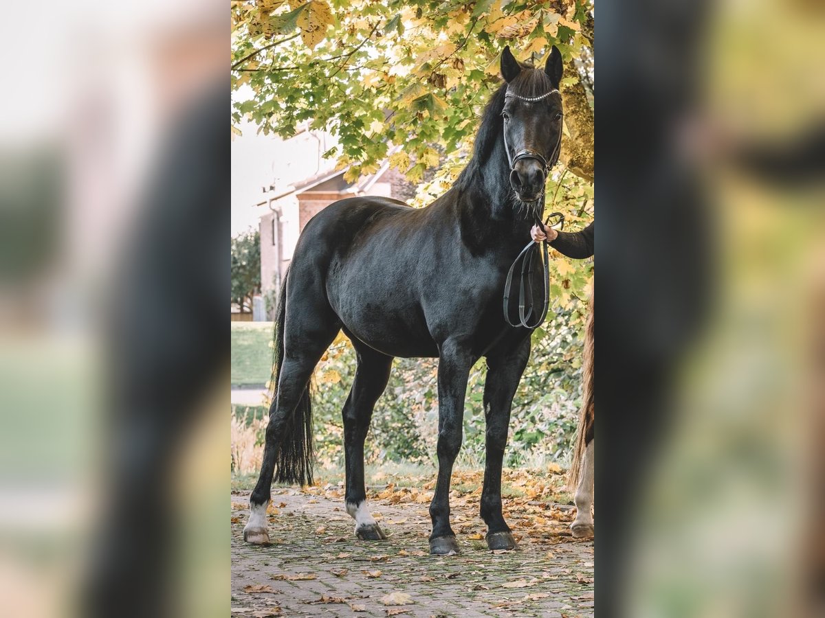 Duitse rijpony Merrie 9 Jaar 148 cm Zwart in Jork