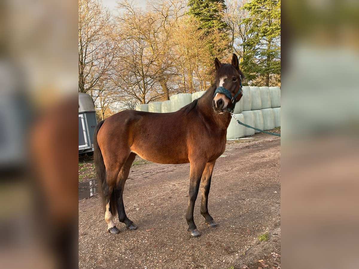 Duitse rijpony Merrie 9 Jaar 150 cm Bruin in Schwanewede