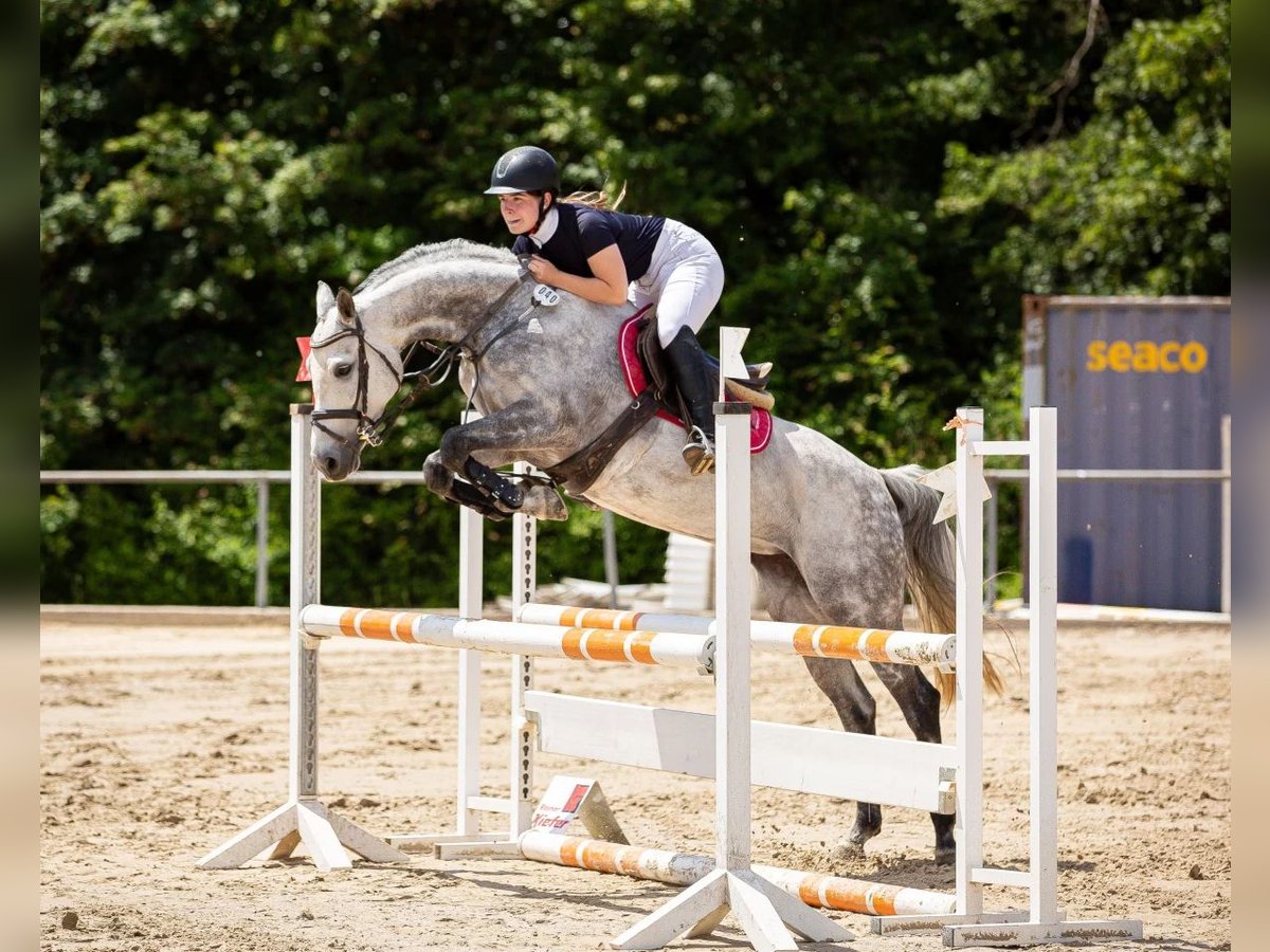 Duitse rijpony Merrie 9 Jaar 151 cm Schimmel in Vohenstrauß