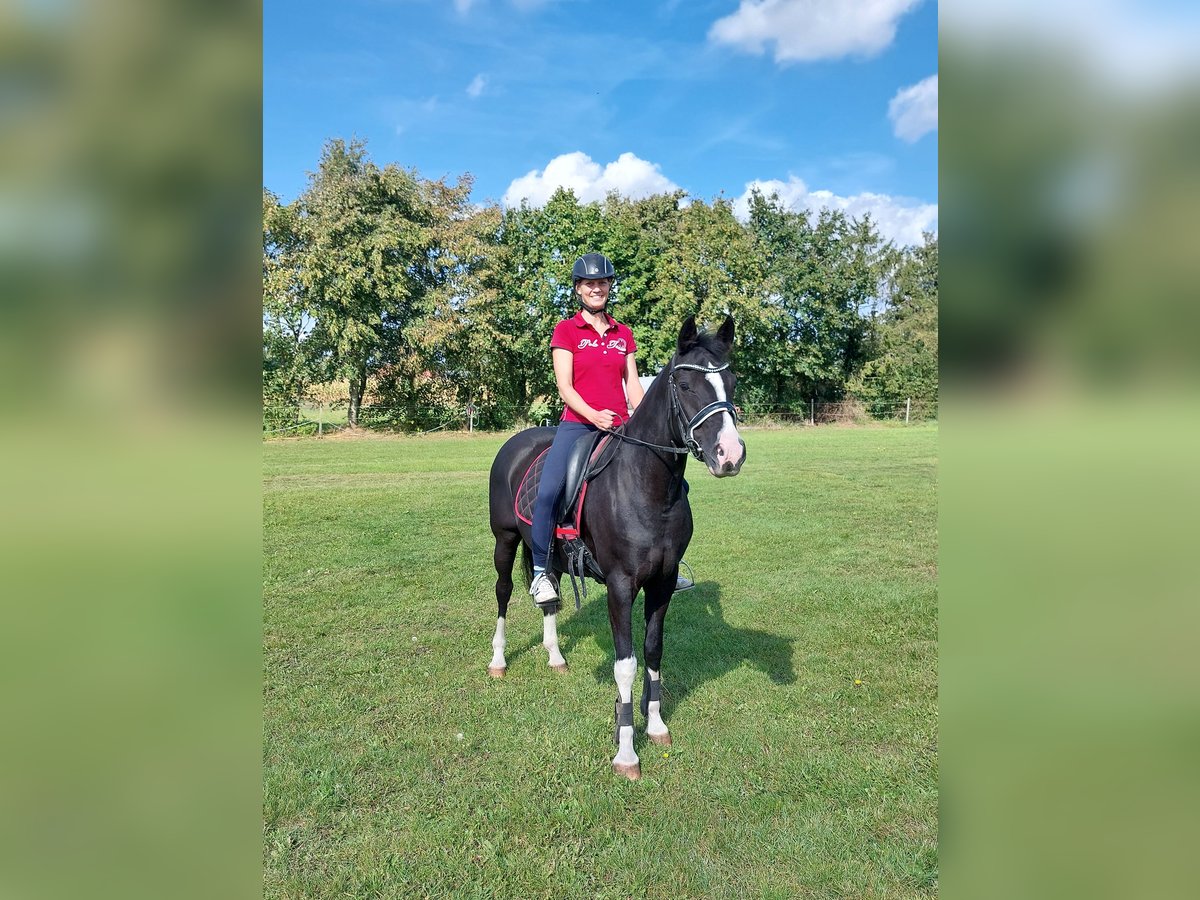 Duitse rijpony Merrie 9 Jaar 151 cm Zwart in Schwarme