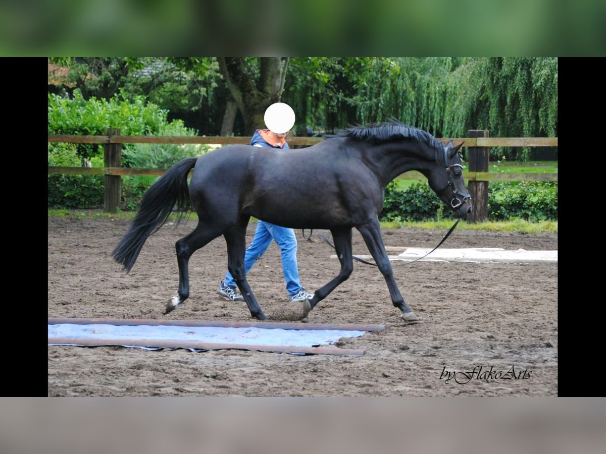 Duitse rijpony Merrie 9 Jaar 160 cm Zwart in Telgte