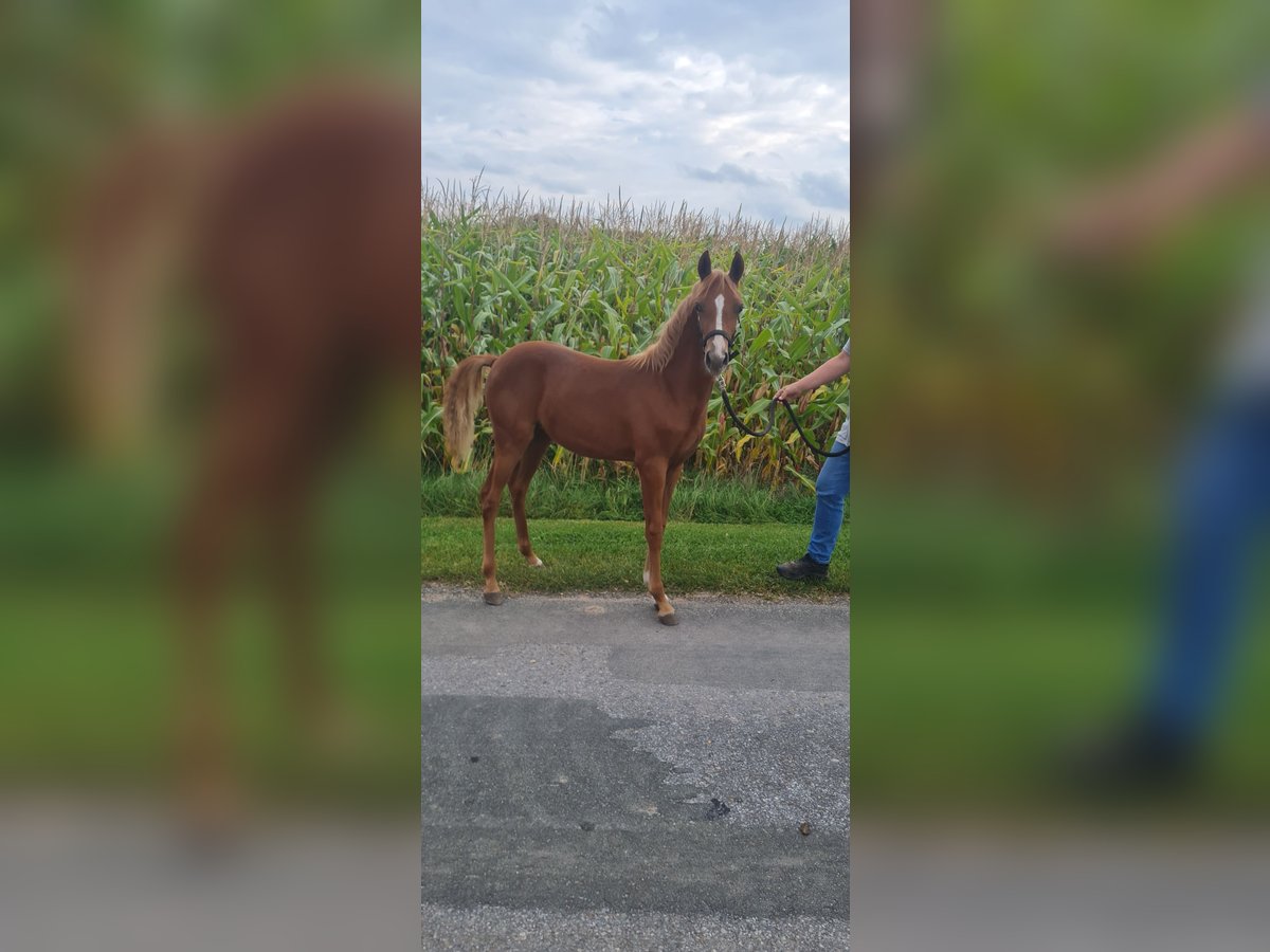 Duitse rijpony Merrie  145 cm Vos in Bad Laer