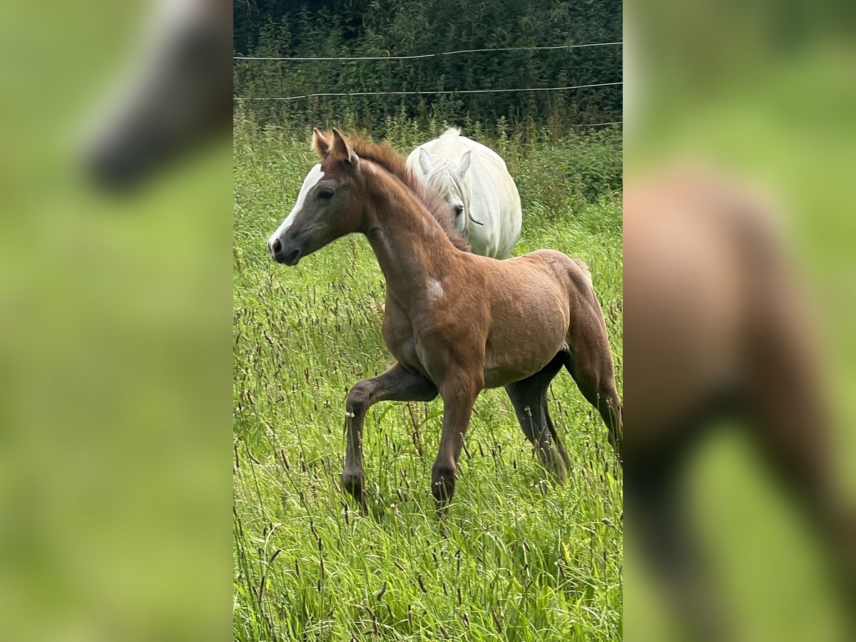 Duitse rijpony Merrie veulen (05/2024) 148 cm Brown Falb schimmel in Vissenbjerg