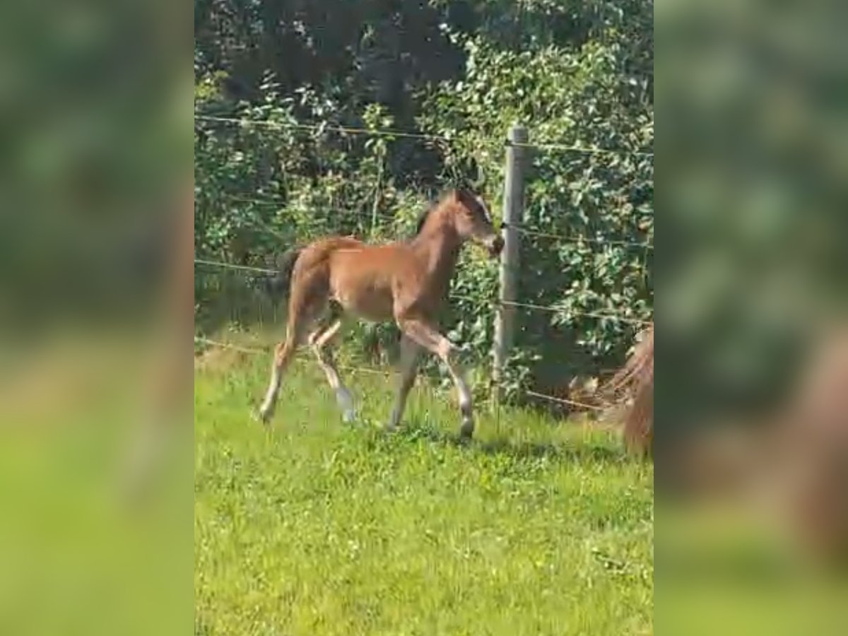 Duitse rijpony Merrie veulen (05/2024) 148 cm Bruin in Schuby