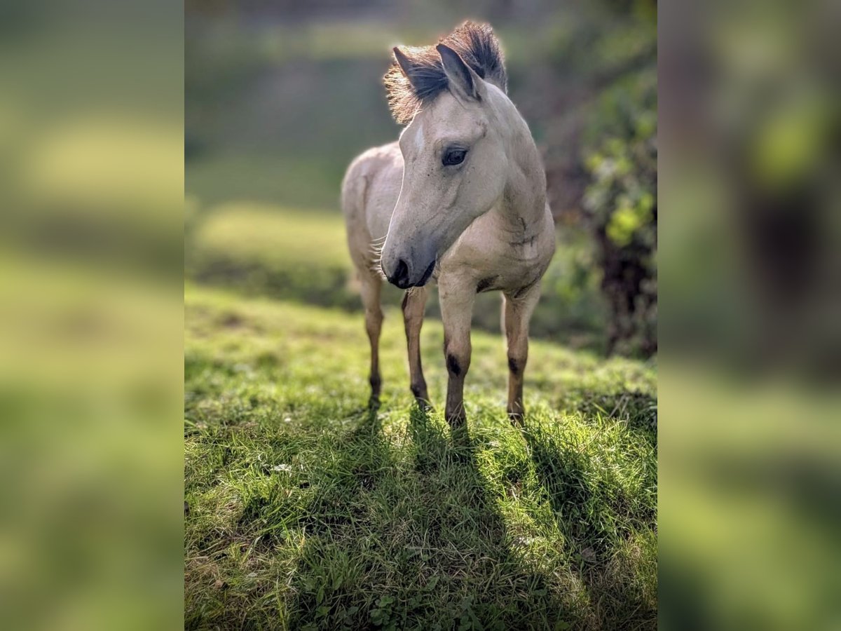 Duitse rijpony Merrie Veulen (05/2025) 148 cm Buckskin in Bad Zwesten