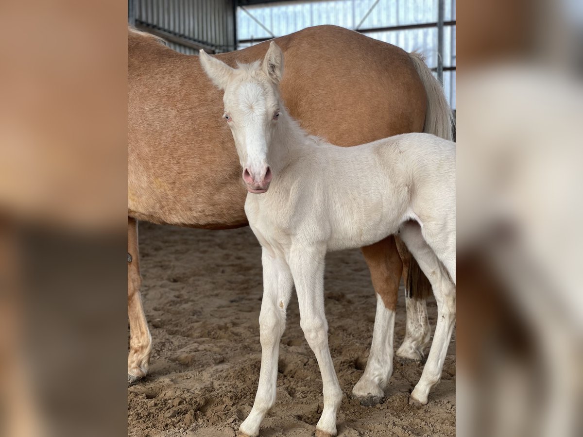 Duitse rijpony Merrie  148 cm Cremello in Hamburg