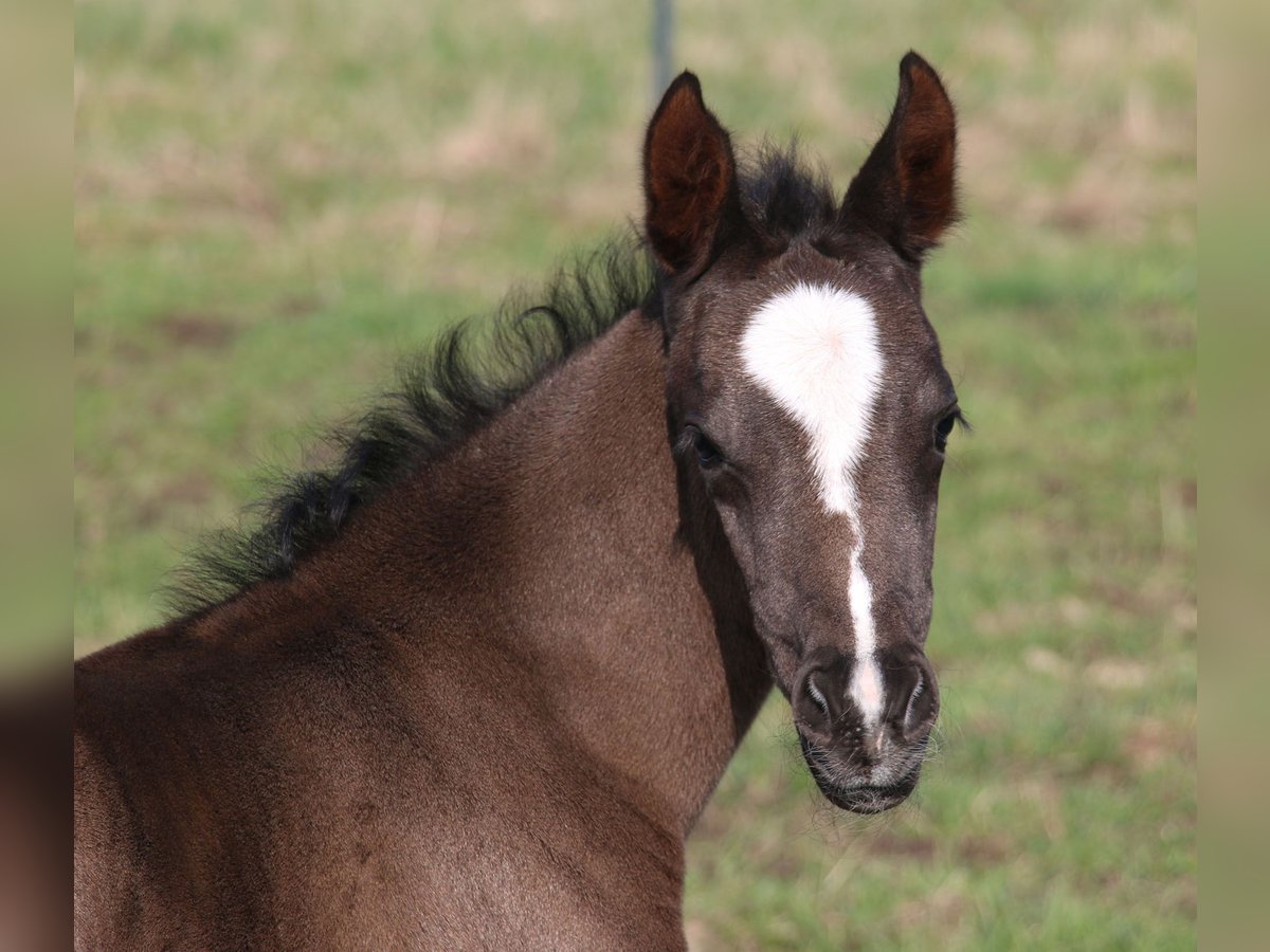 Duitse rijpony Merrie veulen (03/2024) 148 cm Donkerbruin in Dresden