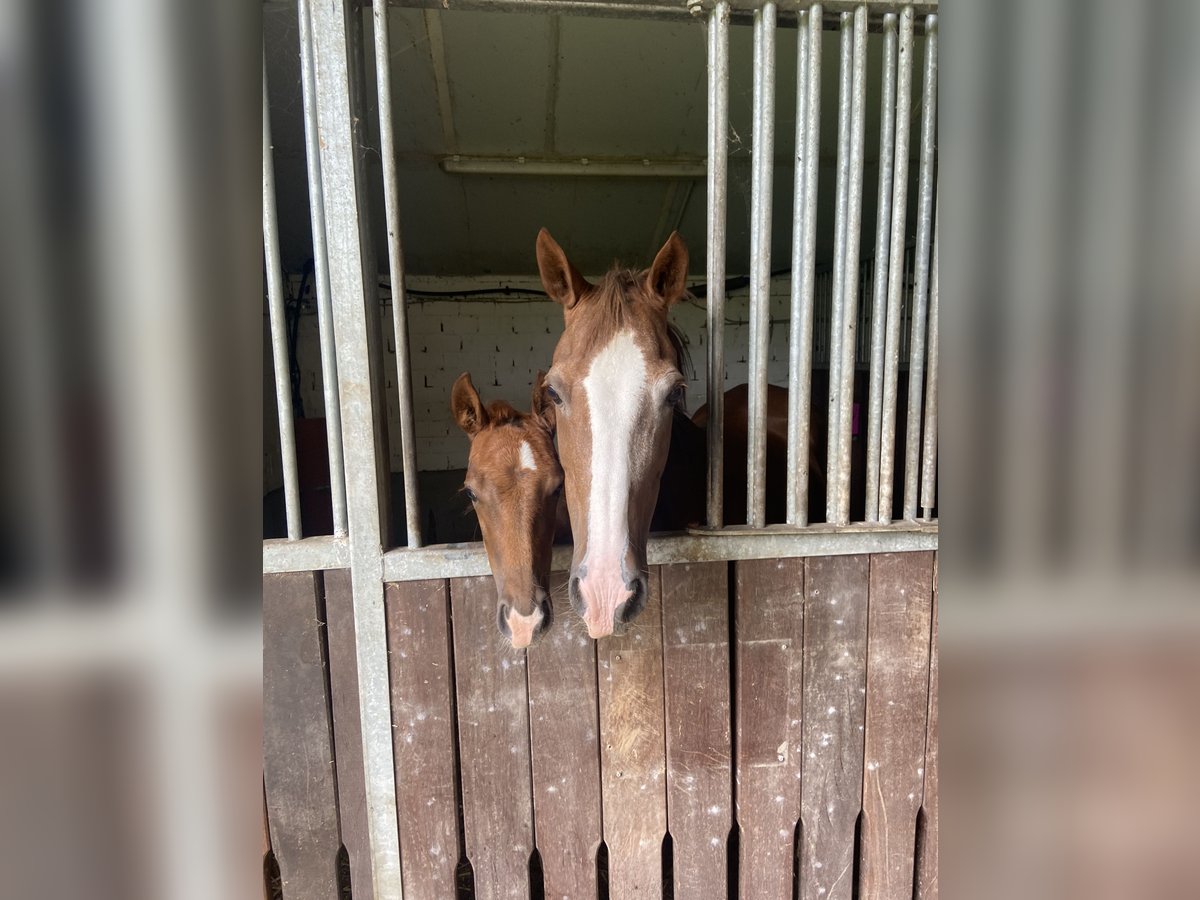 Duitse rijpony Merrie Veulen (05/2025) 148 cm Donkere-vos in Peheim