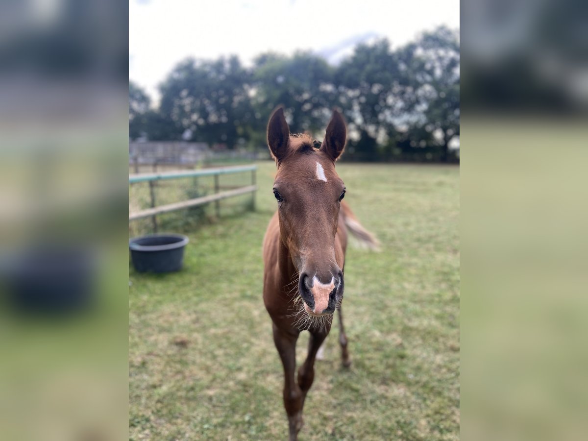 Duitse rijpony Merrie Veulen (05/2025) 148 cm Donkere-vos in Peheim