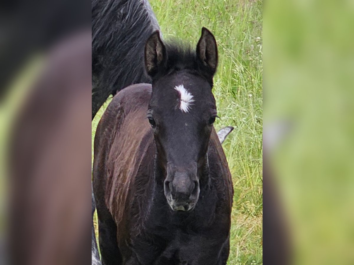 Duitse rijpony Merrie veulen (04/2024) 148 cm Zwartschimmel in Walchum