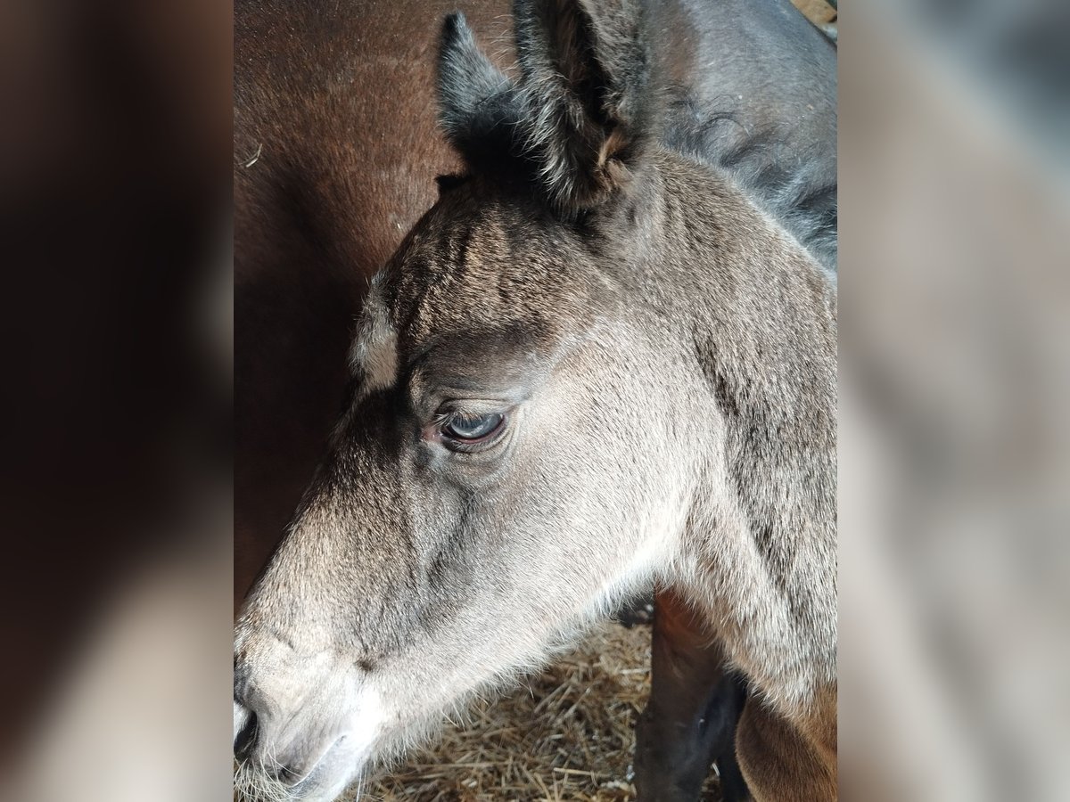 Duitse rijpony Merrie  155 cm Buckskin in Plankstadt