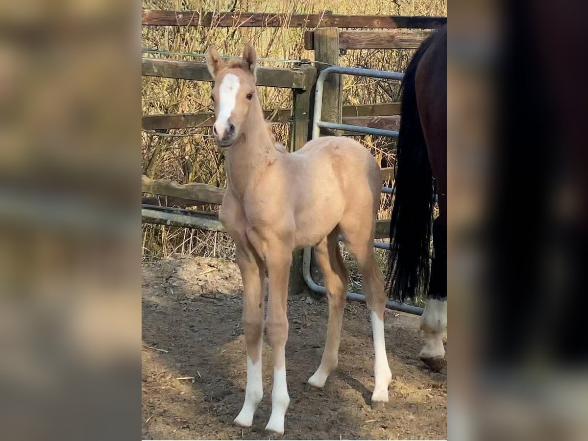 Duitse rijpony Merrie Veulen (03/2025) 155 cm Palomino in Achim