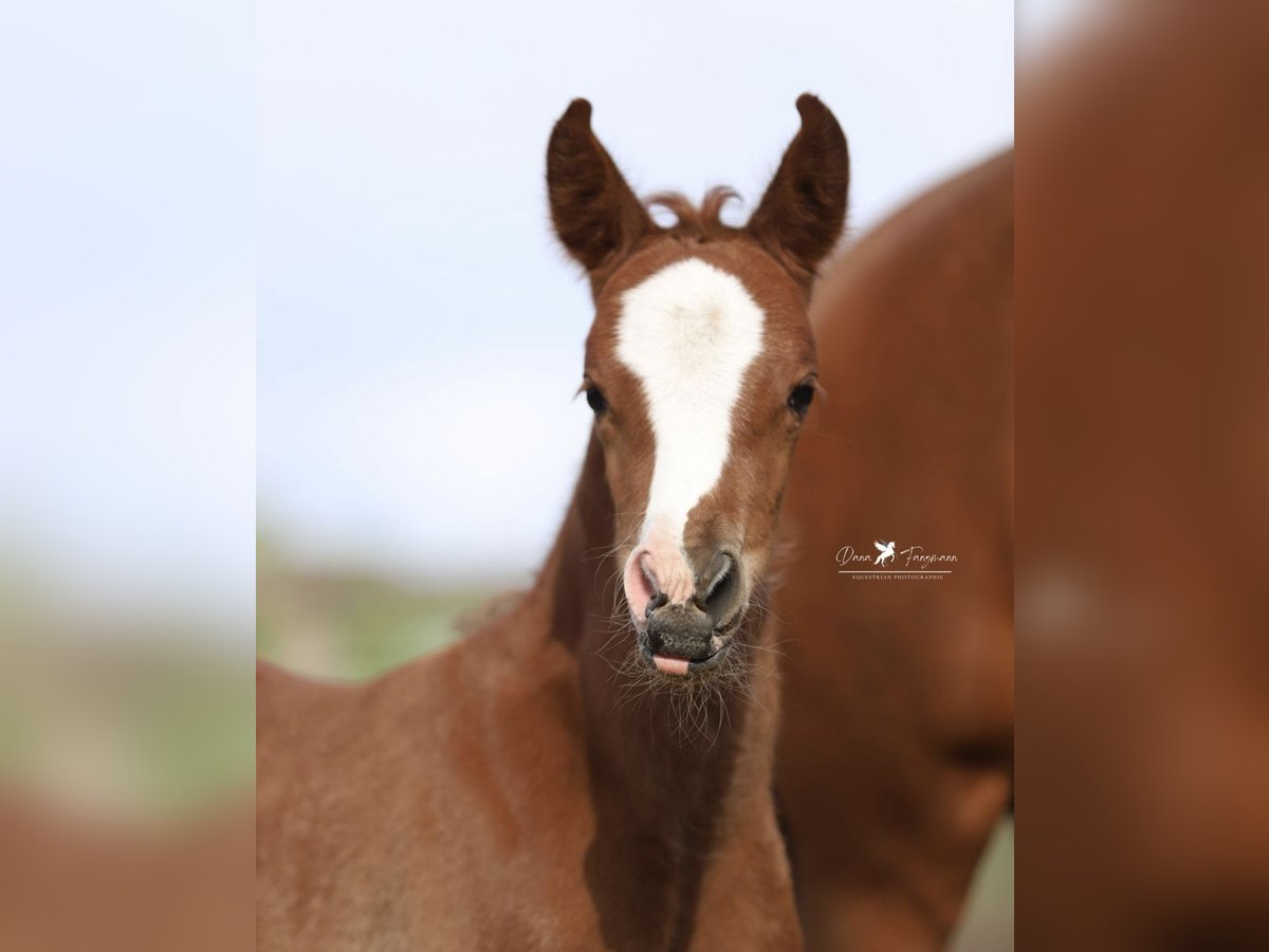 Duitse rijpony Merrie Veulen (05/2025) Donkere-vos in Neuenkirchen-V&#xF6;rden