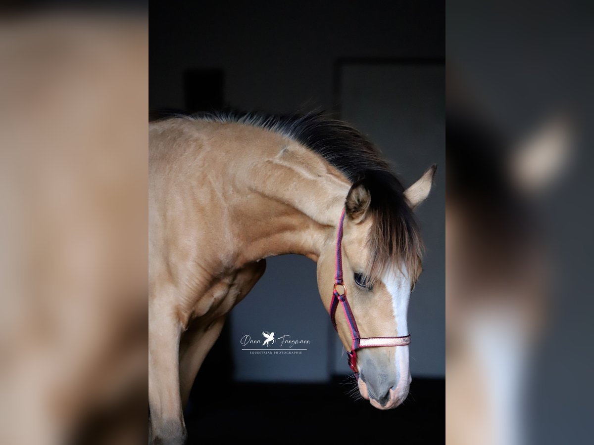 Duitse rijpony Merrie veulen (02/2024) Falbe in Neuenkirchen-Vörden