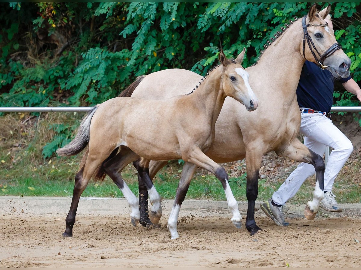 Duitse rijpony Merrie veulen (04/2024) Falbe in Wardenburg