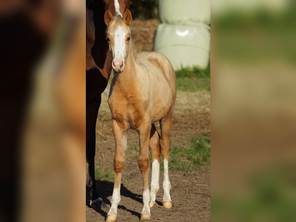 Duitse rijpony Merrie Veulen (05/2025) Palomino in Merzen