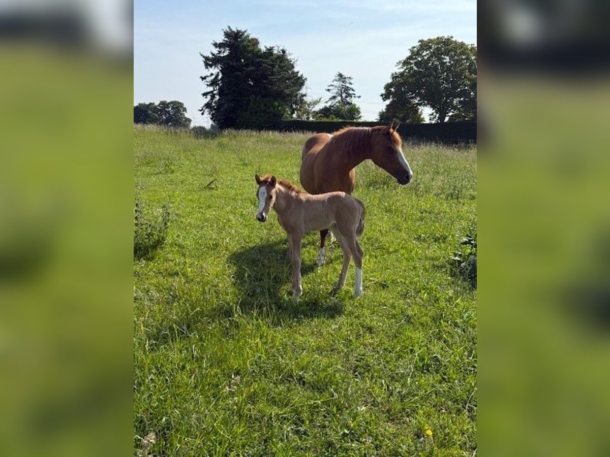 Duitse rijpony Merrie Veulen (05/2025) Vos in Krefeld