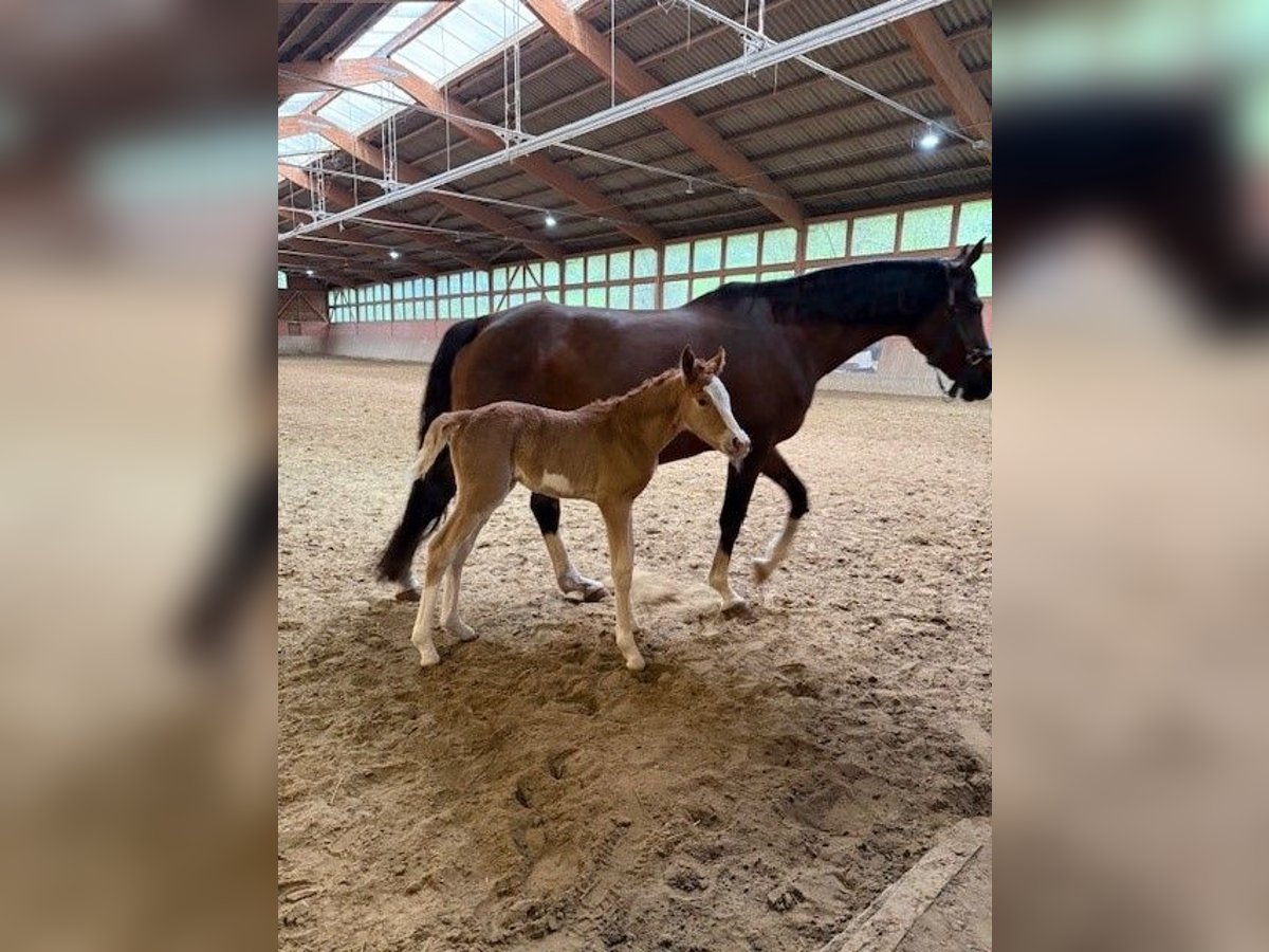 Duitse rijpony Merrie Veulen (04/2025) Vos in Krefeld