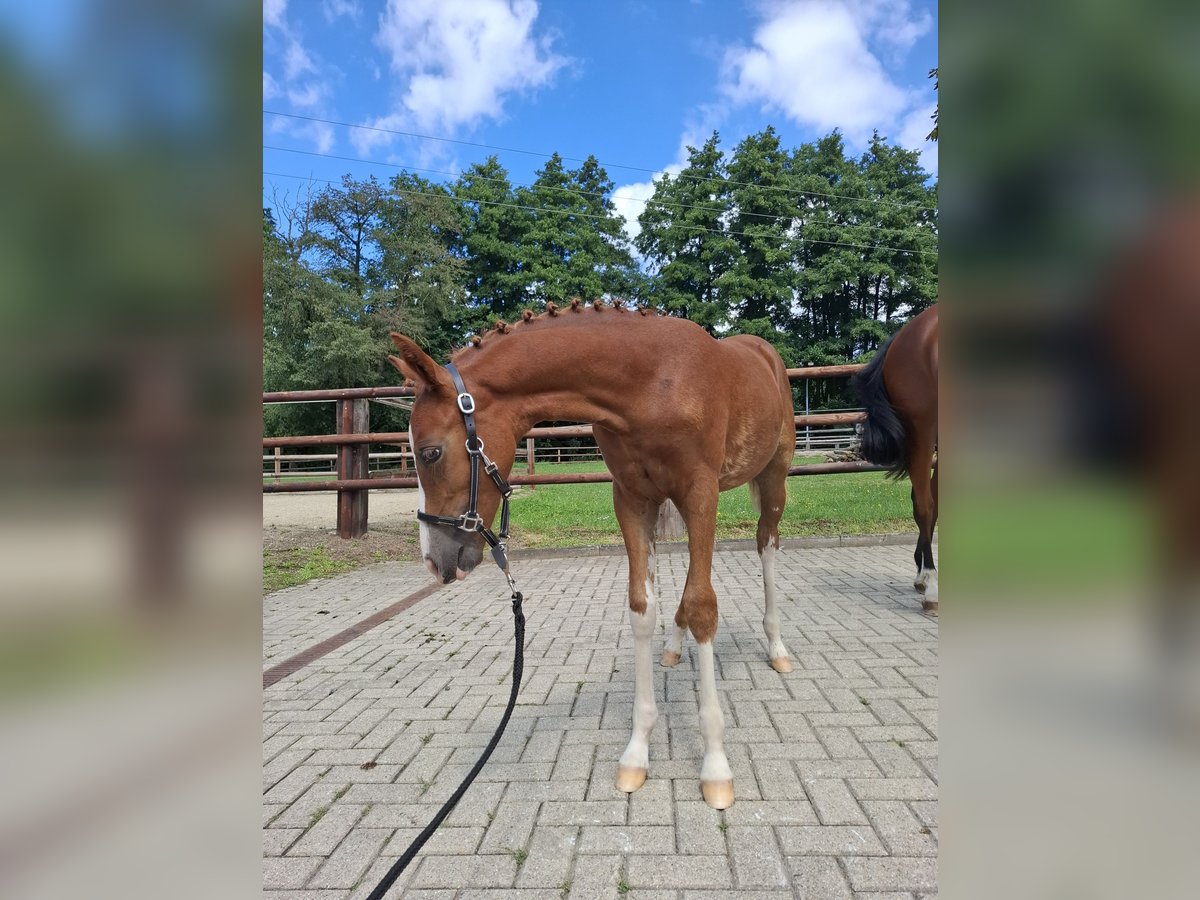 Duitse rijpony Merrie Veulen (04/2025) Vos in Marienfels