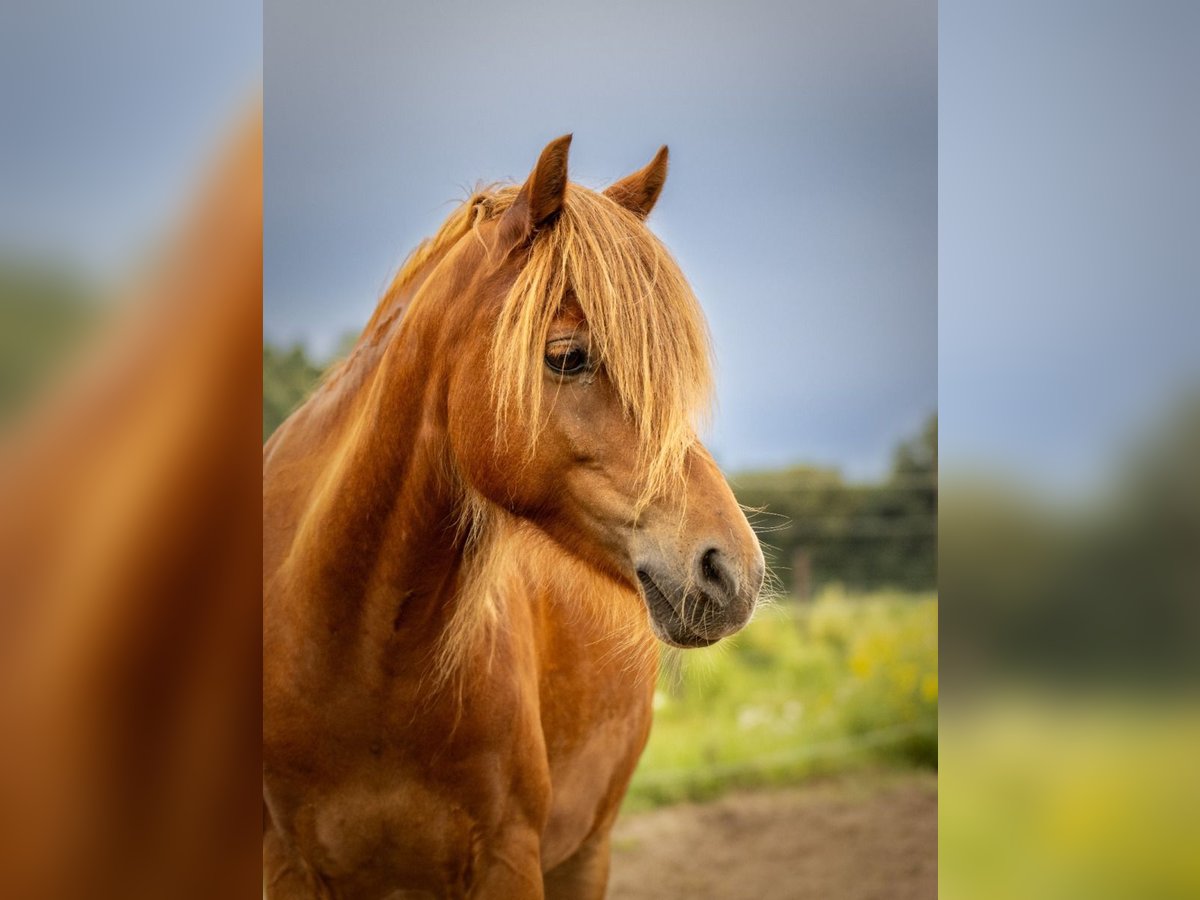 Duitse rijpony Ruin 10 Jaar 132 cm Vos in Geeste