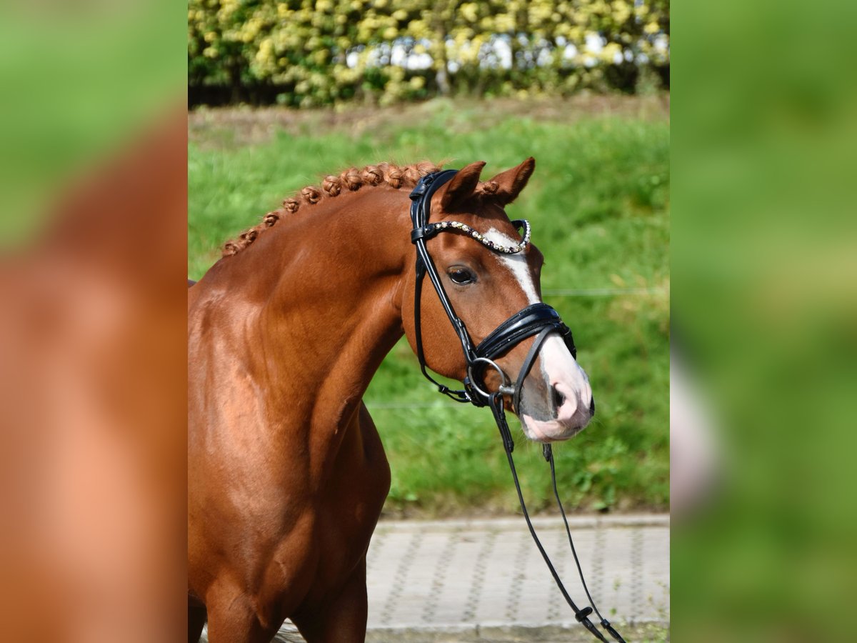 Duitse rijpony Ruin 10 Jaar 143 cm Vos in F&#xFC;rstenau