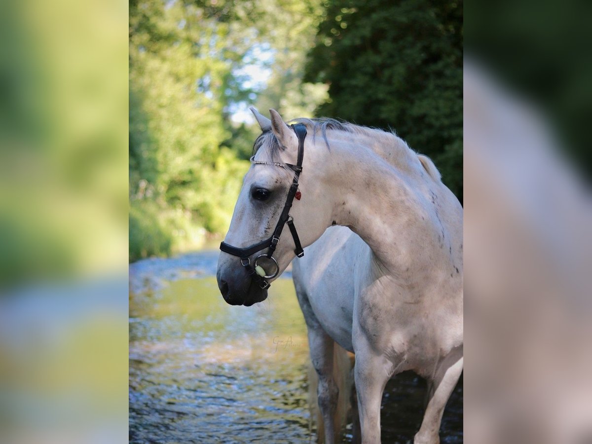 Duitse rijpony Mix Ruin 10 Jaar 146 cm Blauwschimmel in Murrhardt