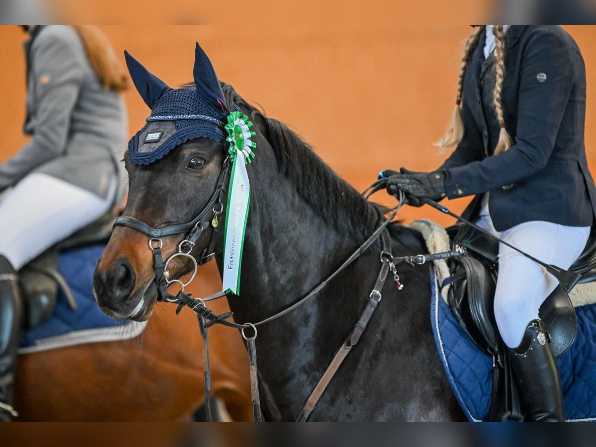 Duitse rijpony Ruin 10 Jaar 148 cm Donkerbruin in Reichenburg