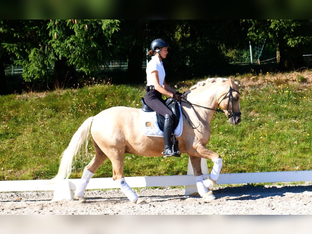Duitse rijpony Ruin 10 Jaar 148 cm Palomino in Freiensteinau