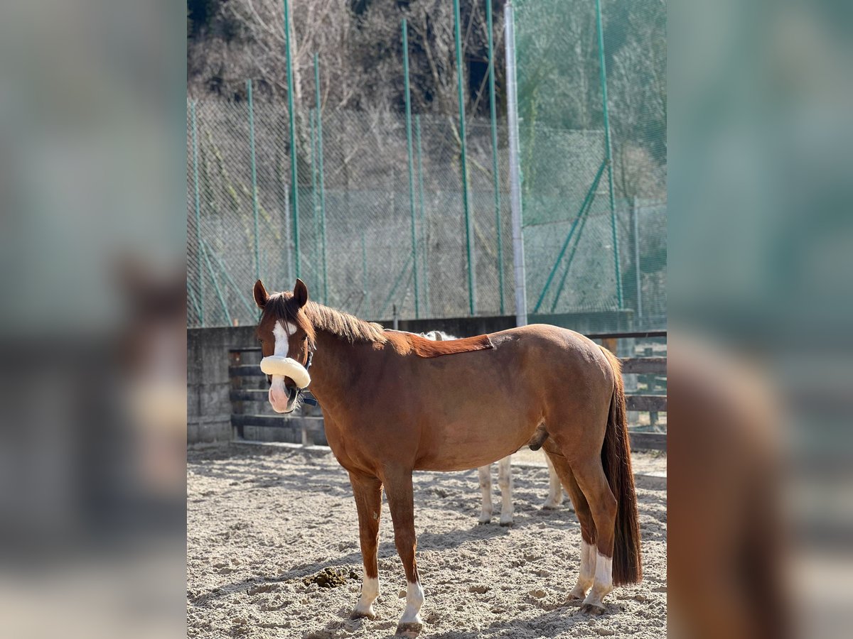 Duitse rijpony Ruin 10 Jaar 148 cm Vos in Dachau