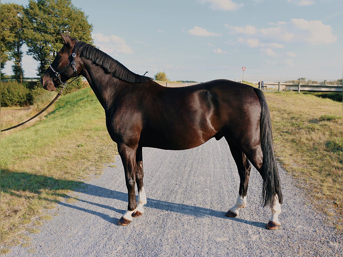 Duitse rijpony Ruin 10 Jaar 148 cm Zwart in Badbergen