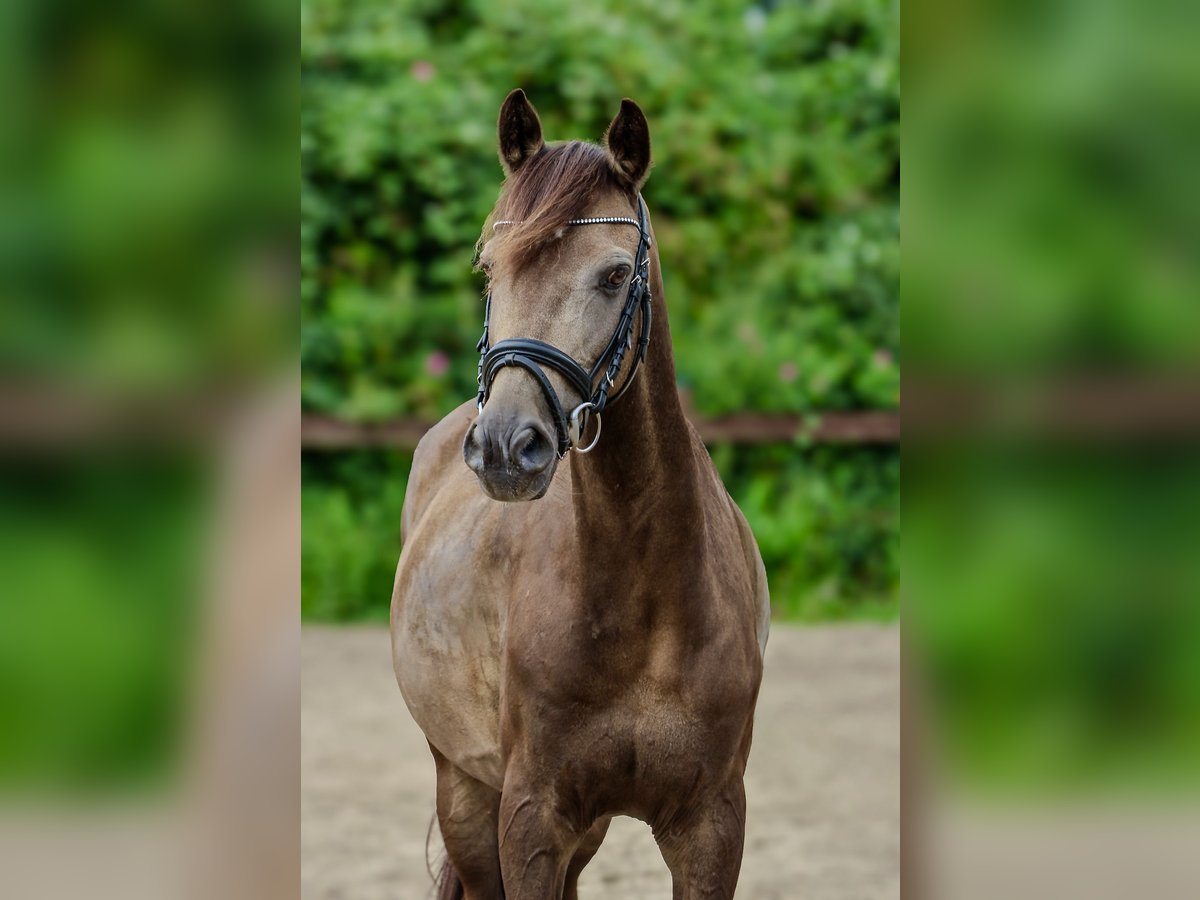 Duitse rijpony Ruin 11 Jaar 142 cm Buckskin in Blekendorf