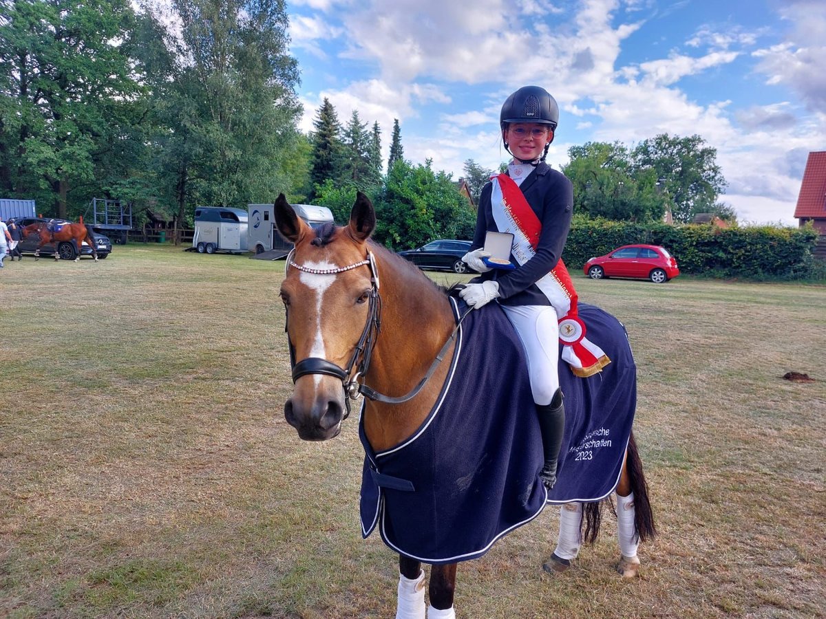 Duitse rijpony Ruin 11 Jaar 146 cm in Dorsten