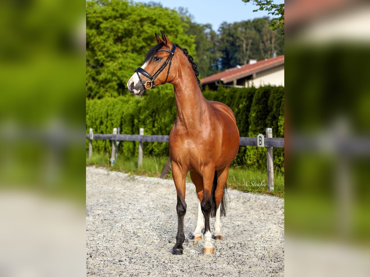 Duitse rijpony Ruin 11 Jaar 147 cm Bruin in Petting