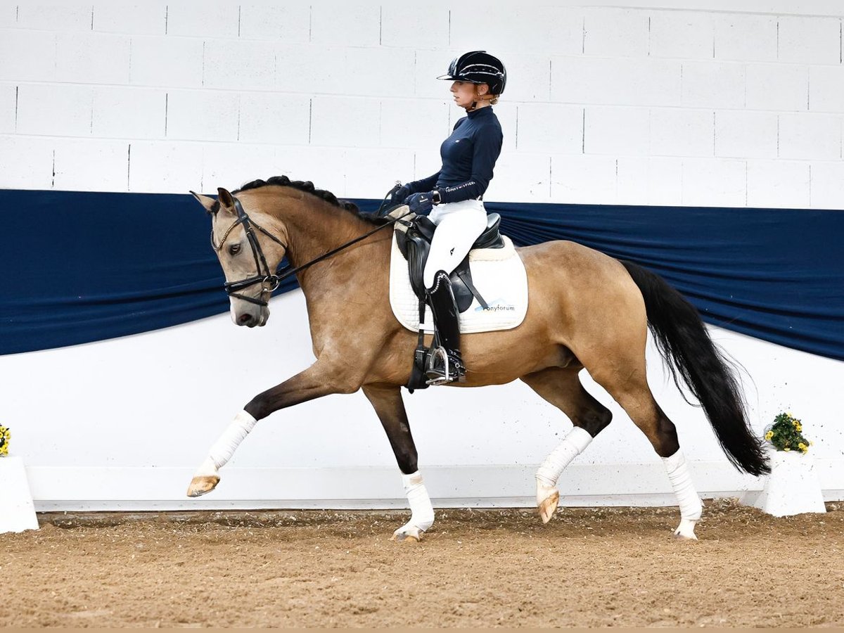 Duitse rijpony Ruin 11 Jaar 148 cm Falbe in Marsberg