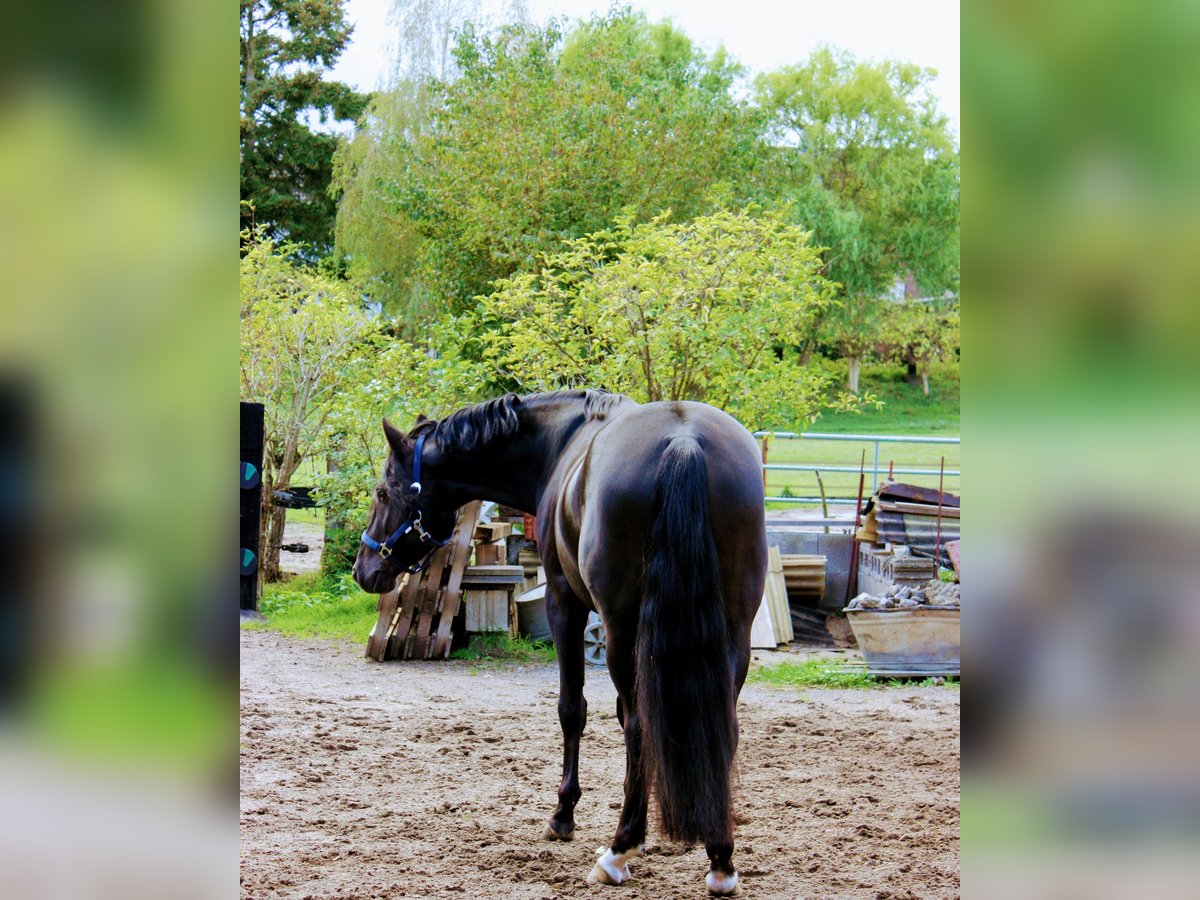 Duitse rijpony Ruin 11 Jaar 148 cm Zwart in Duisburg