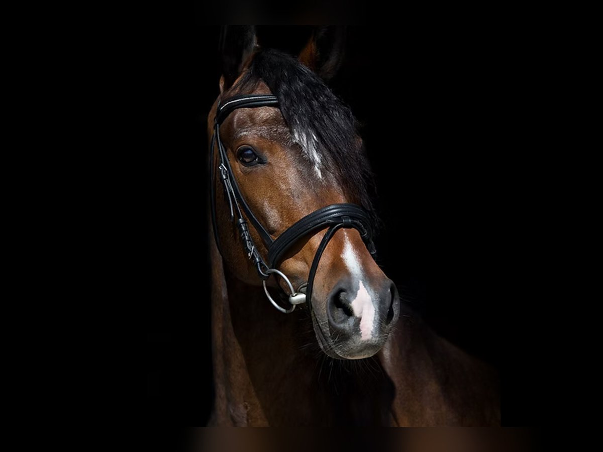 Duitse rijpony Ruin 11 Jaar 153 cm Bruin in Heilbronn Duitse rijpony Ruin 11 Jaar 153 cm Bruin in Heilbronn
