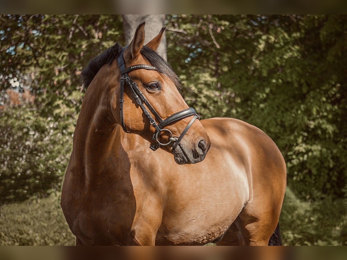 Duitse rijpony Ruin 11 Jaar 155 cm Falbe in Liebenau