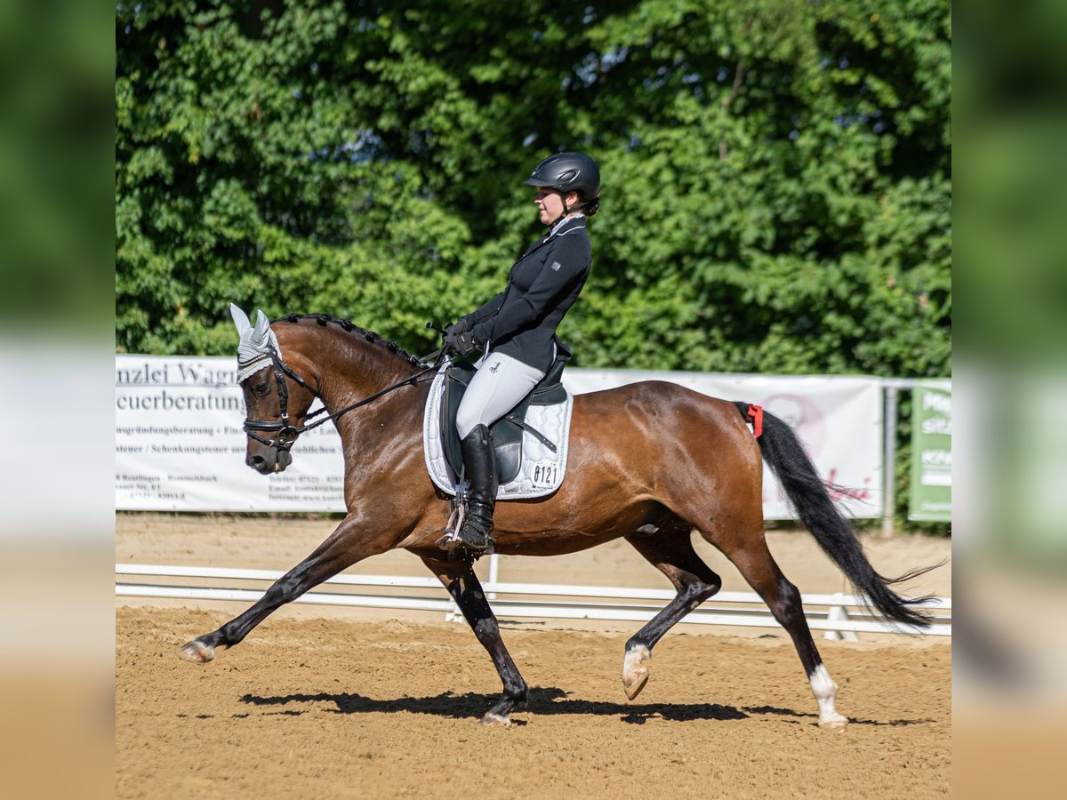 Duitse rijpony Ruin 11 Jaar Donkerbruin in Tübingen Bühl