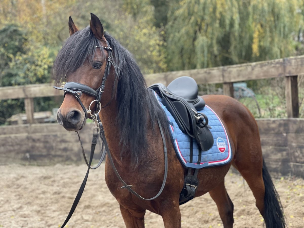 Duitse rijpony Ruin 12 Jaar 143 cm Bruin in Trebbin