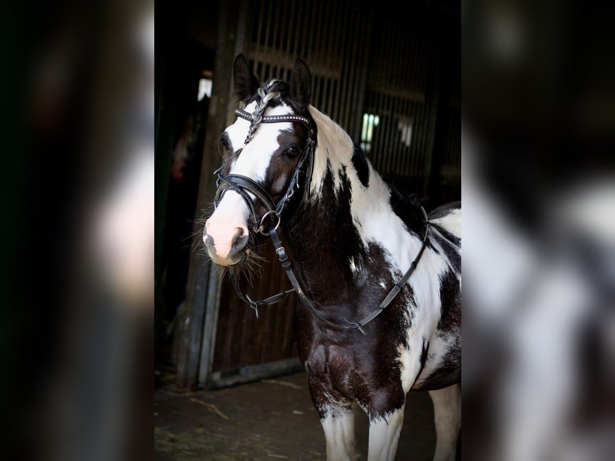 Duitse rijpony Ruin 12 Jaar 145 cm Gevlekt-paard in FronhausenFronhausen